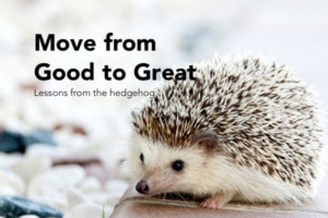Move your piano studio from good to great. The hedgehog teaches us how. Article by Wendy Stevens | ComposeCreate.com #piano #teaching #studio #business #thrive #hedgehog #collins #business #teaching #pianoteaching #teachingpiano