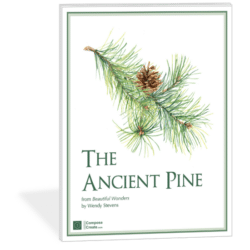 The Ancient Pine piano solo by Wendy Stevens | ComposeCreate.com | Part of the Beautiful Wonders Series